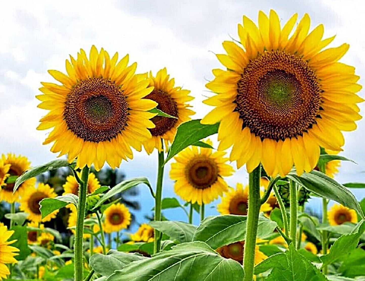 Sunflower, Mammoth Grey Stripe  | Sunflower Seeds | Green Garden Corner