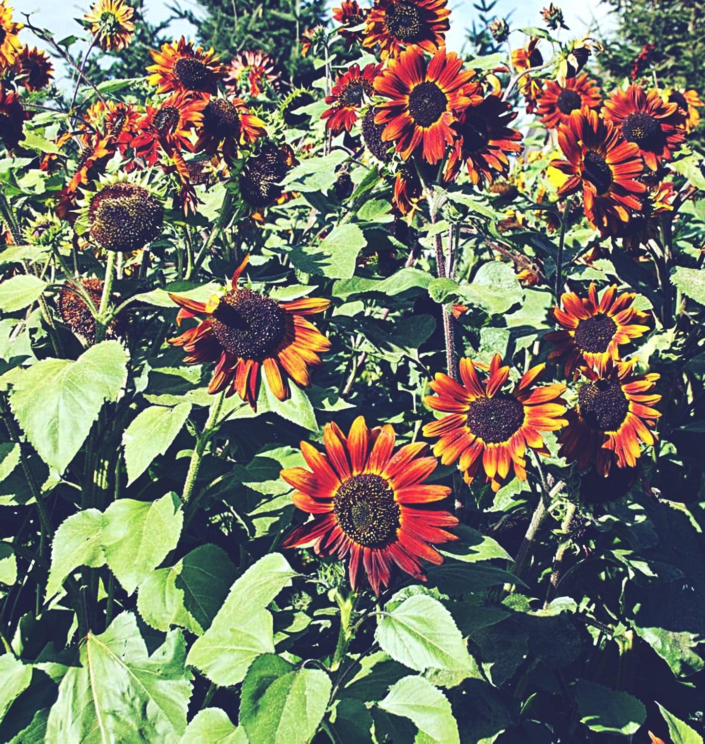 Velvet Queen Sunflower  | Sunflower Seeds | Green Garden Corner