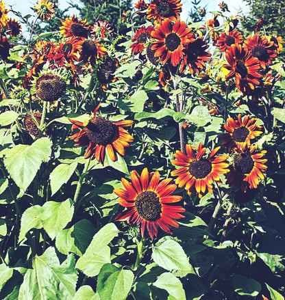 Velvet Queen Sunflower  | Sunflower Seeds | Green Garden Corner