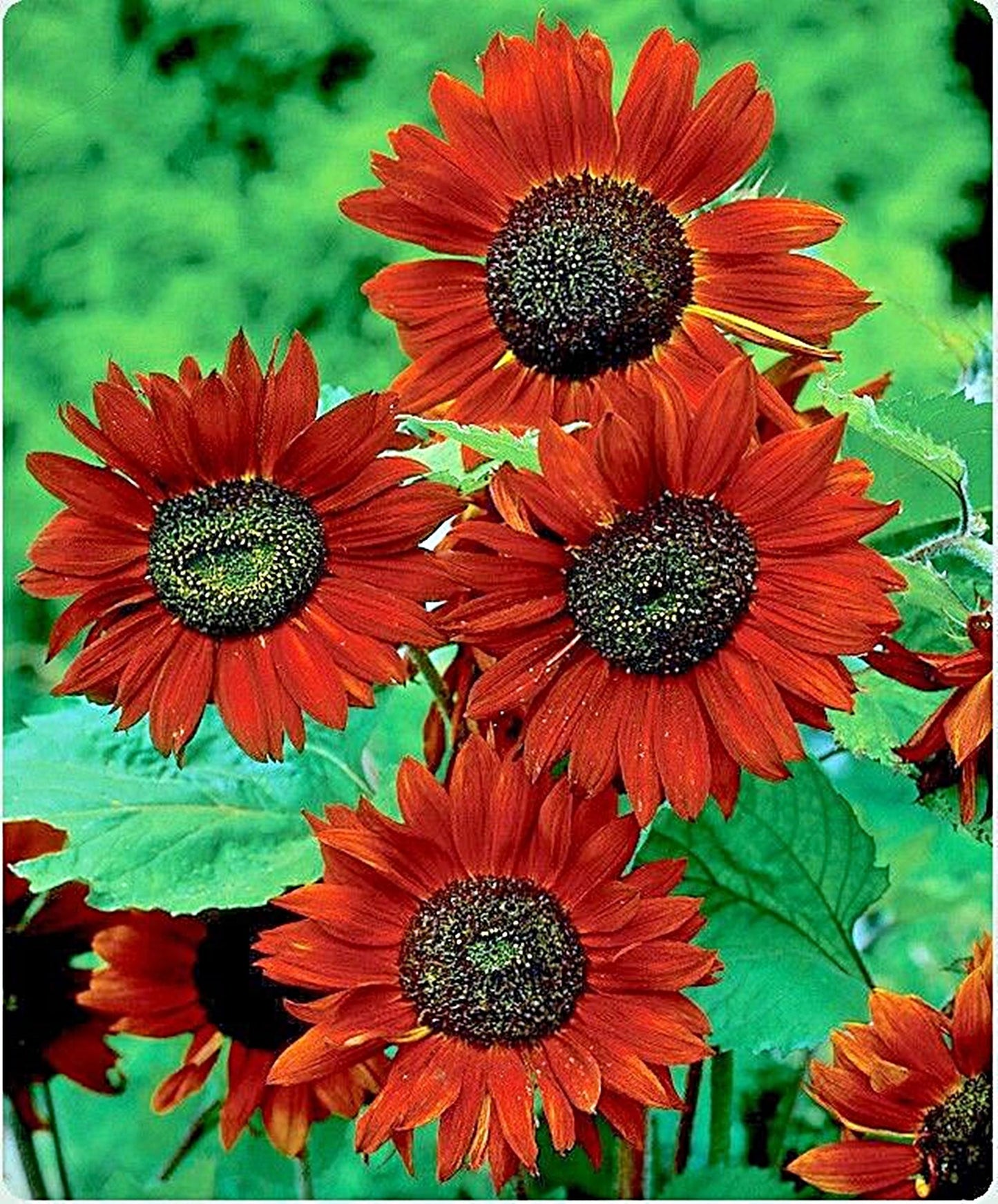 Velvet Queen Sunflower  | Sunflower Seeds | Green Garden Corner