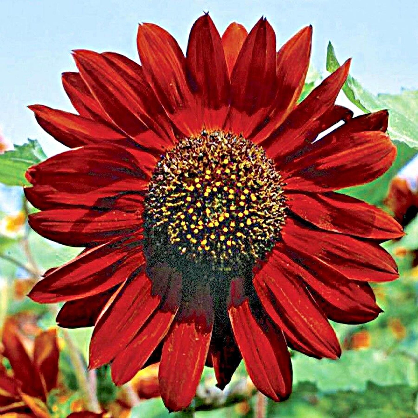 Velvet Queen Sunflower  | Sunflower Seeds | Green Garden Corner