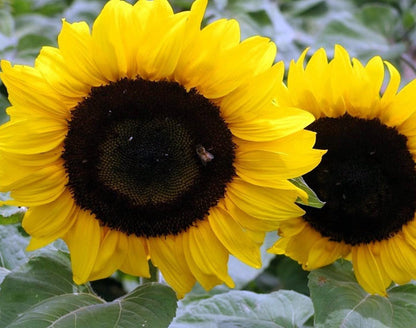 Classic Gold F1 Sunflower  | Sunflower Seeds | Green Garden Corner