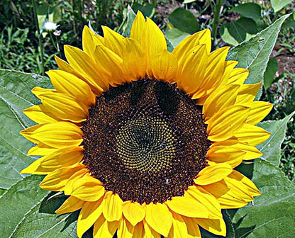 Organic Zohar F1 Sunflower  | Sunflower Seeds | Organic & Non-GMO |  Hybrid (F1) | Green Garden Corner