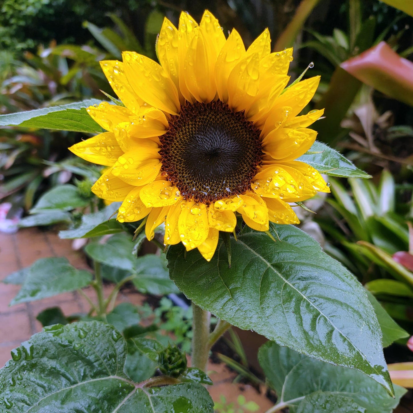 Sunspot Sunflower  | Sunflower Seeds | Hybrid (F1) | Non-GMO | Green Garden Corner