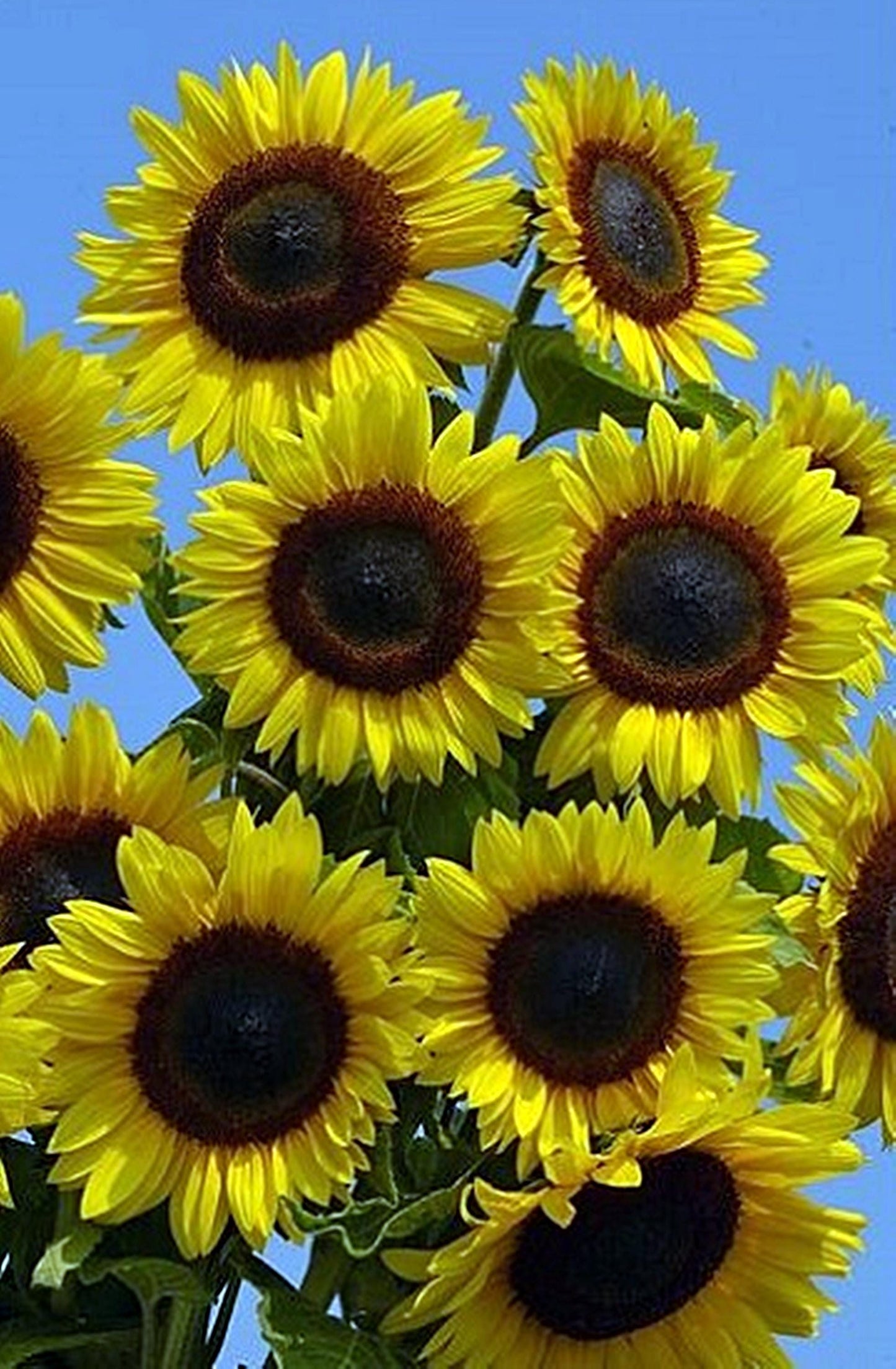 Sunspot Sunflower  | Sunflower Seeds | Hybrid (F1) | Non-GMO | Green Garden Corner