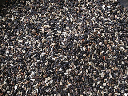 Sunspot Sunflower  | Sunflower Seeds | Hybrid (F1) | Non-GMO | Green Garden Corner