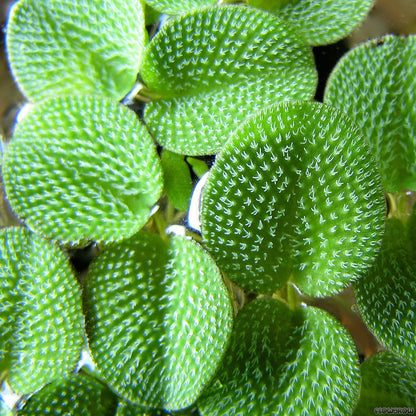 Water Spangles (Salvinia Minima) - Charming Floating Fern for Aquatic Gardens  | free shipping !! | Pond Live Plants | Green Garden Corner