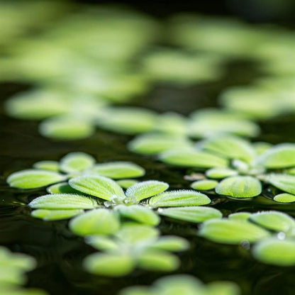 Water Spangles (Salvinia Minima) - Charming Floating Fern for Aquatic Gardens  | free shipping !! | Pond Live Plants | Green Garden Corner