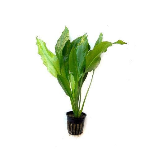 Echinodorus Amazon - Majestic Aquarium Plant for Stunning Aquascapes  | free shipping !! | Pond Live Plants | Green Garden Corner