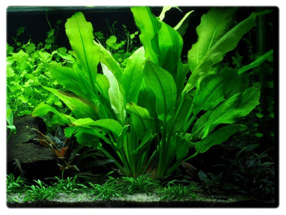 Echinodorus Amazon - Majestic Aquarium Plant for Stunning Aquascapes  | free shipping !! | Pond Live Plants | Green Garden Corner