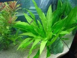 Echinodorus Amazon - Majestic Aquarium Plant for Stunning Aquascapes  | free shipping !! | Pond Live Plants | Green Garden Corner
