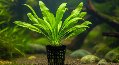 Echinodorus Amazon - Majestic Aquarium Plant for Stunning Aquascapes  | free shipping !! | Pond Live Plants | Green Garden Corner