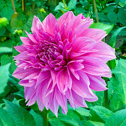 Dahlia Lavender Perfection | Captivating Dahlias | Nature's Masterpiece |  Flower heads is purple | Holland BULBS | Green Garden Corner