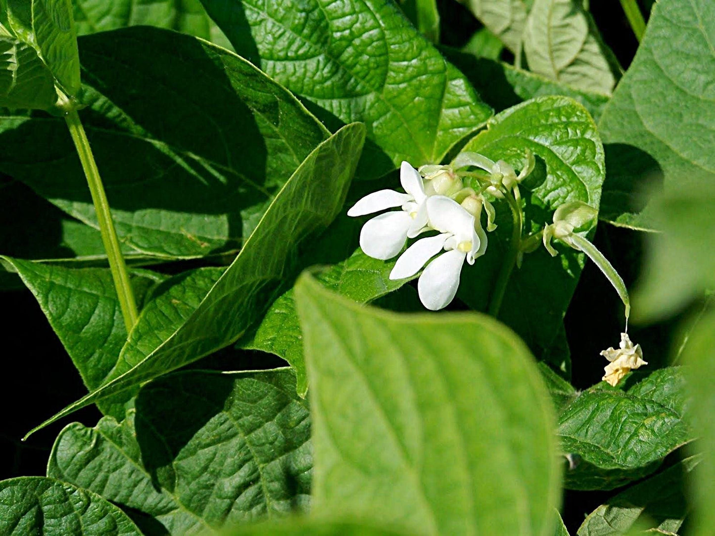 Pinto Beans   | Vegetable Seeds | Small white, Creamy texture and nutty flavor and full of goodness! | Green Garden Corner