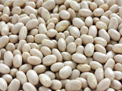 Navy Beans  | Vegetable Seeds | Creamy texture and nutty flavor and full of goodness! | Green Garden Corner