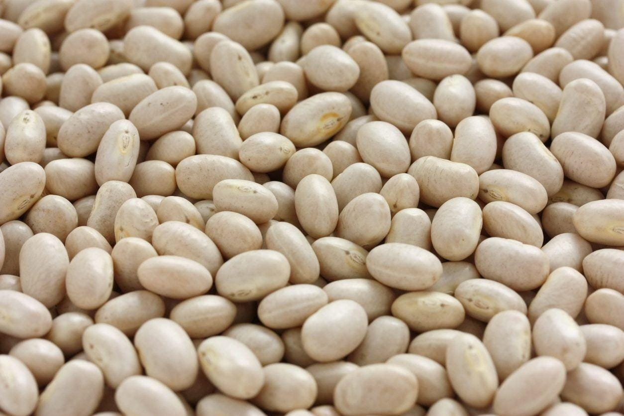 Navy Beans  | Vegetable Seeds | Creamy texture and nutty flavor and full of goodness! | Green Garden Corner