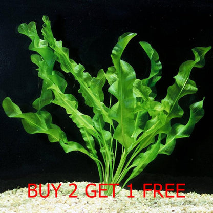 Buy 2 Get 1 Free | APONOGETON ULVACEUS 1 BULB - Aquatic Live Plants Perfect to all size tanks. Free Shipping !!!! | Green Garden Corner