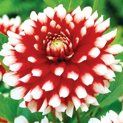 Dahlia Verdi Glory | Captivating Dahlias | Nature's Masterpiece | Red Flowers with white petal tips | Holland BULBS | Green Garden Corner