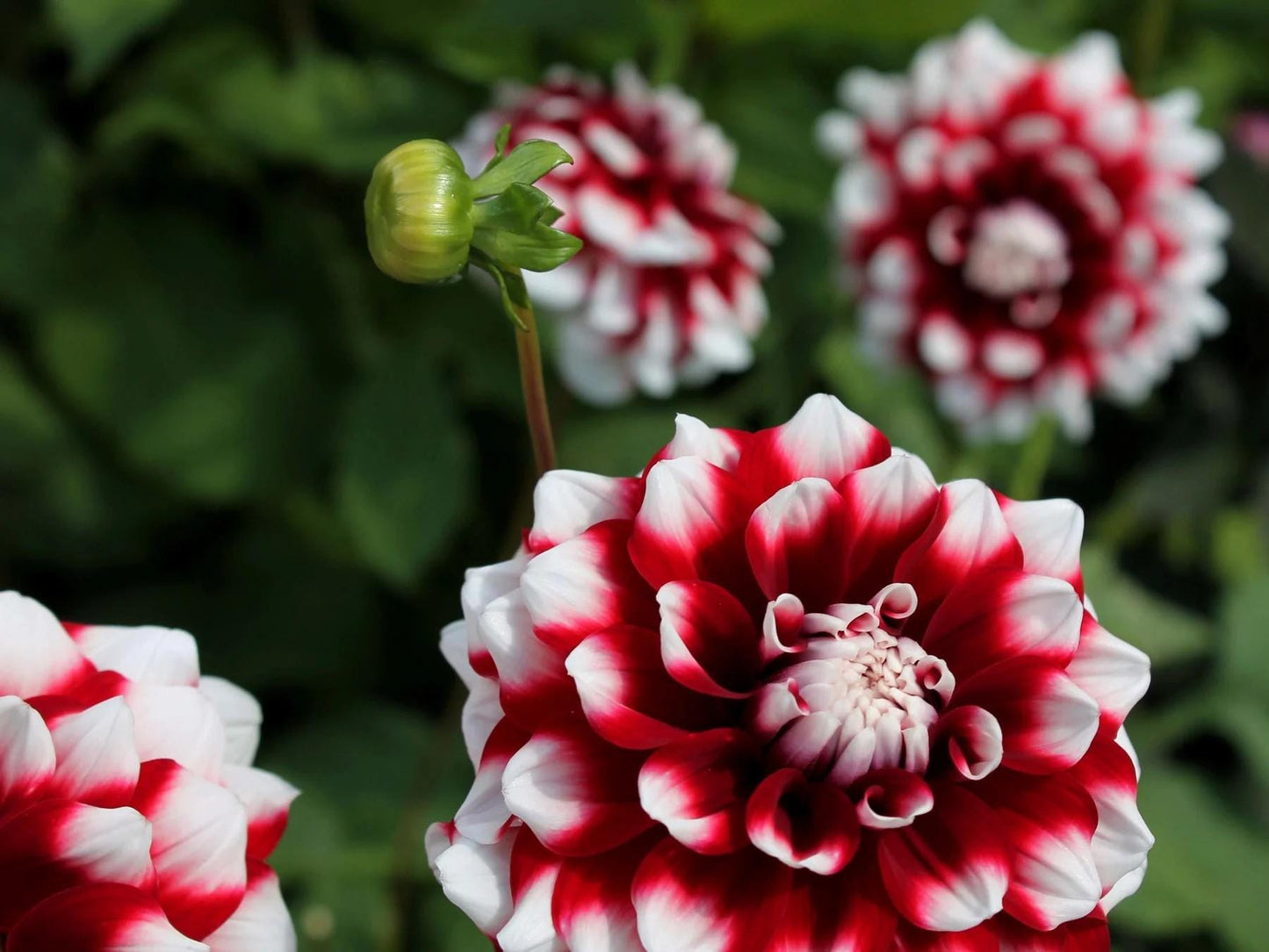 Dahlia Verdi Glory | Captivating Dahlias | Nature's Masterpiece | Red Flowers with white petal tips | Holland BULBS | Green Garden Corner