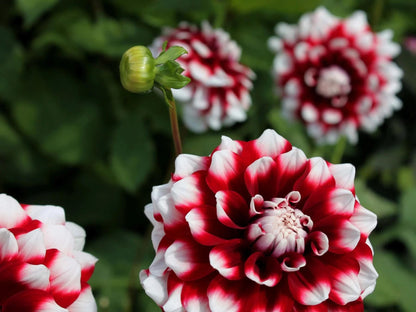 Dahlia Verdi Glory | Captivating Dahlias | Nature's Masterpiece | Red Flowers with white petal tips | Holland BULBS | Green Garden Corner